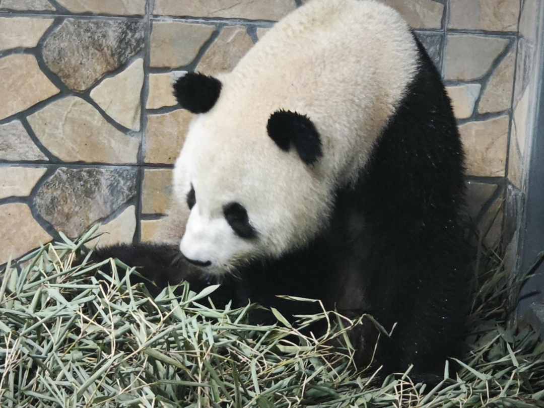 △大熊猫“久久”“友友”入住新家