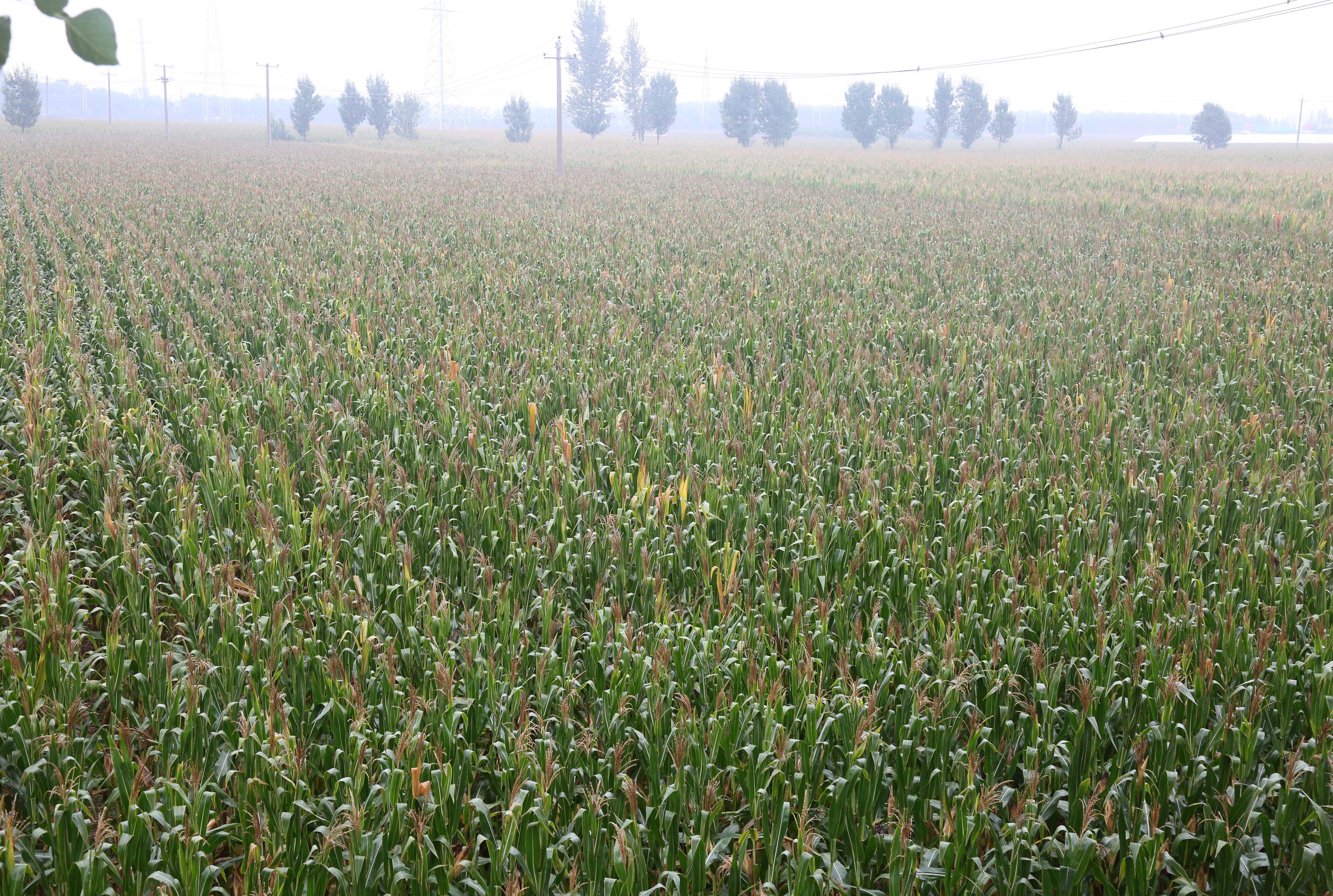 　　图为河北省邢台市南和区胡佃村的玉米田。新华社记者赵鸿宇 摄