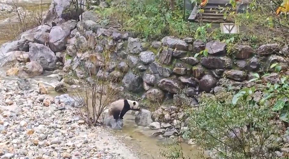 景区打卡的野生大熊猫（视频截图）