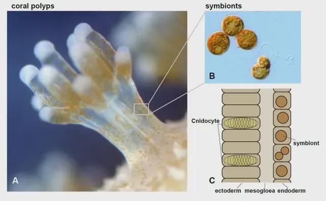 珊瑚虫与虫黄藻的显微摄影，图源：OIST