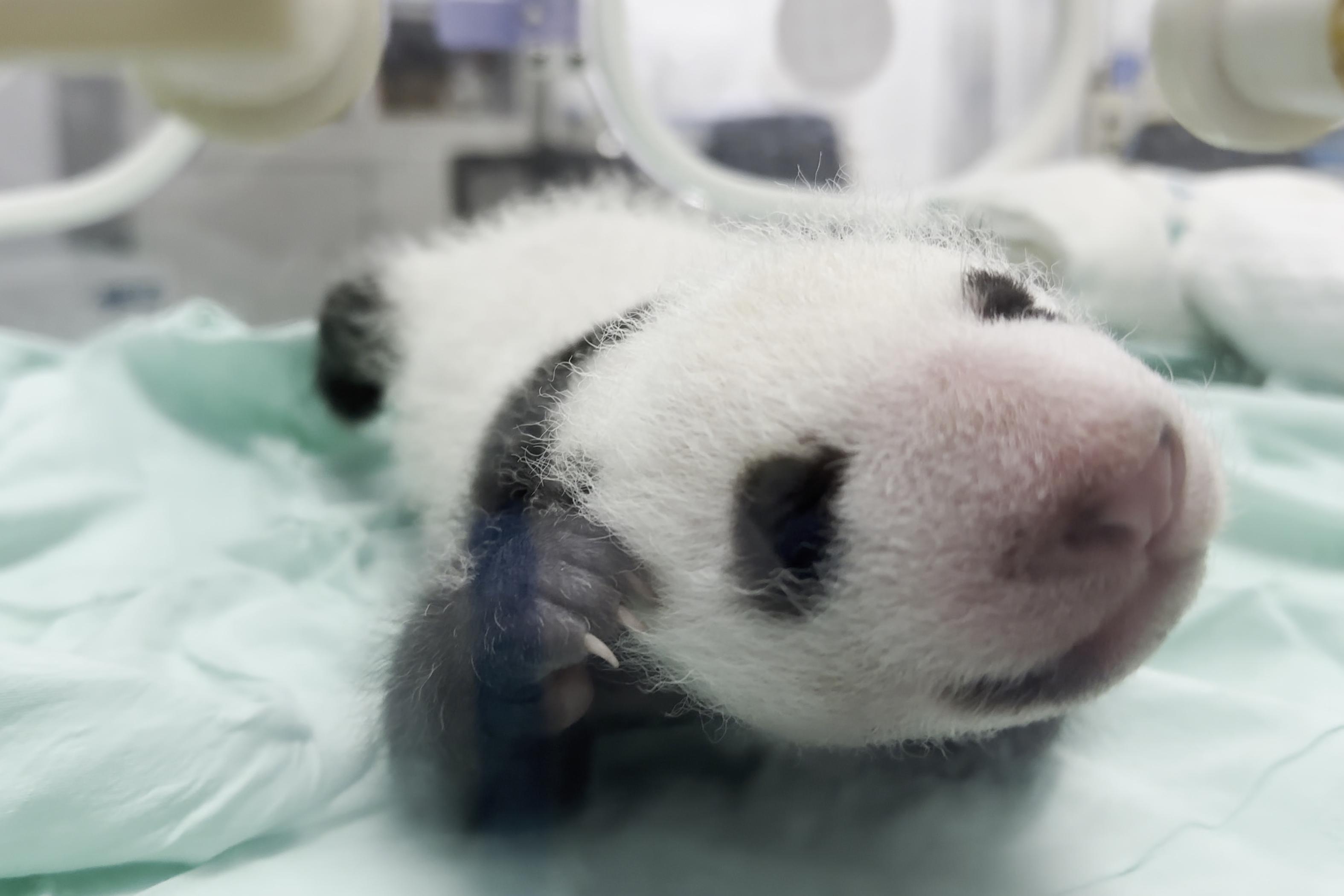 　　这是兰州野生动物园大熊猫幼崽。新华社发