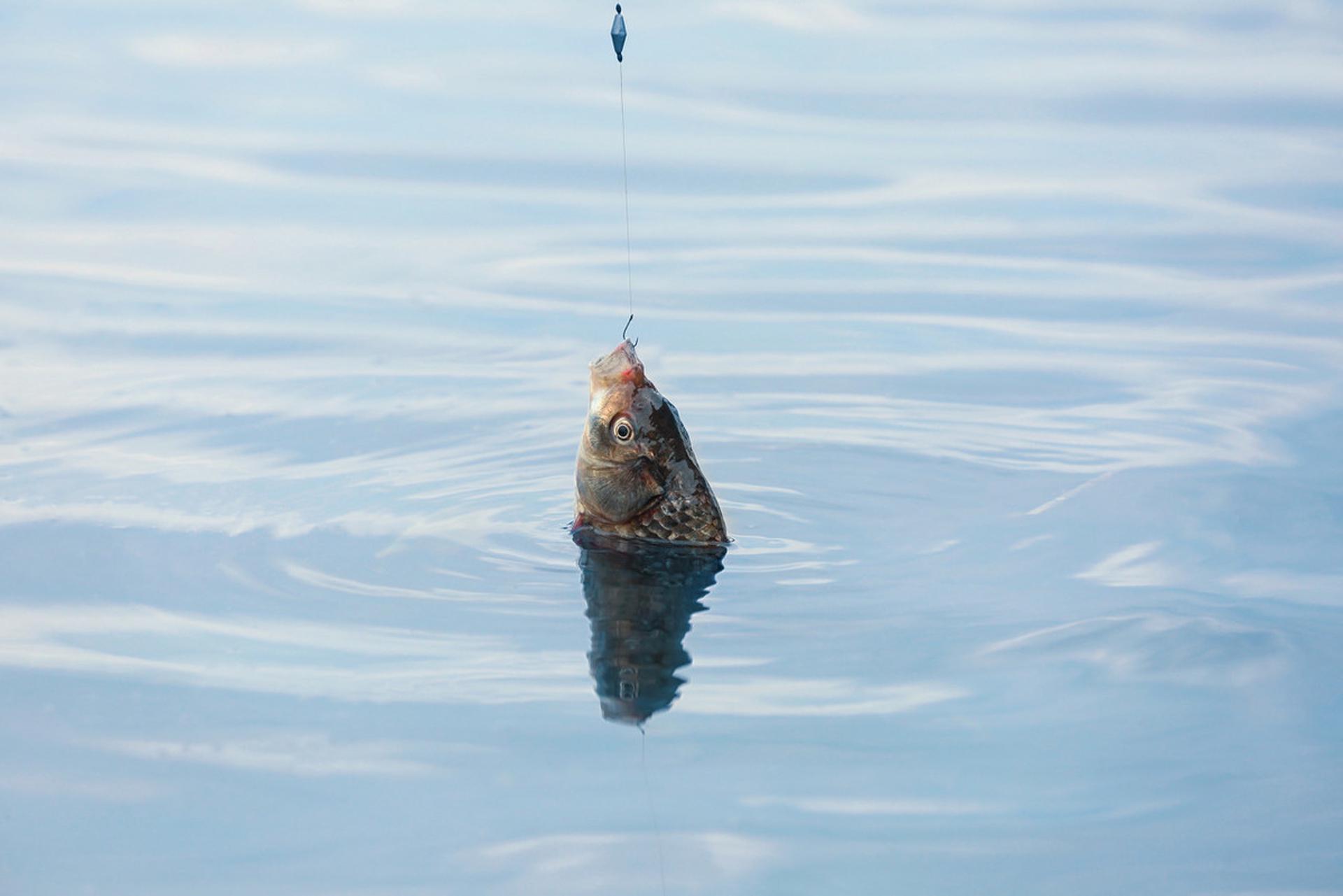 以鱼诱鱼的4个具体措施