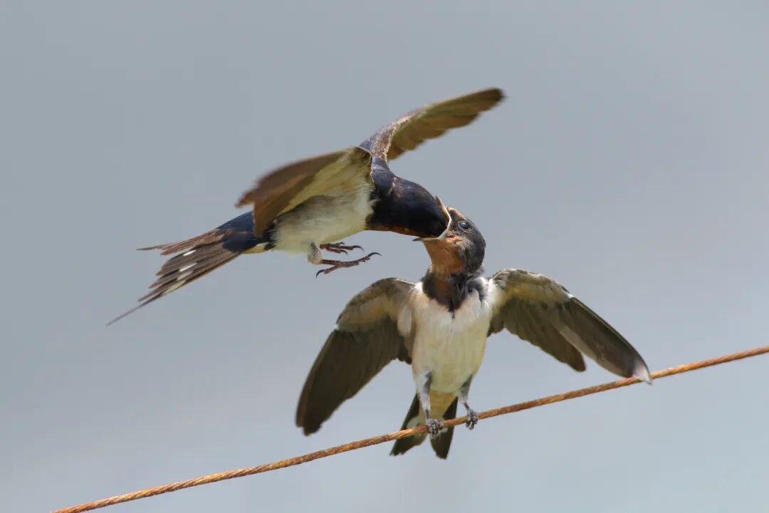 家燕亲鸟给已经出巢的雏鸟进行育雏/黄文铭 摄