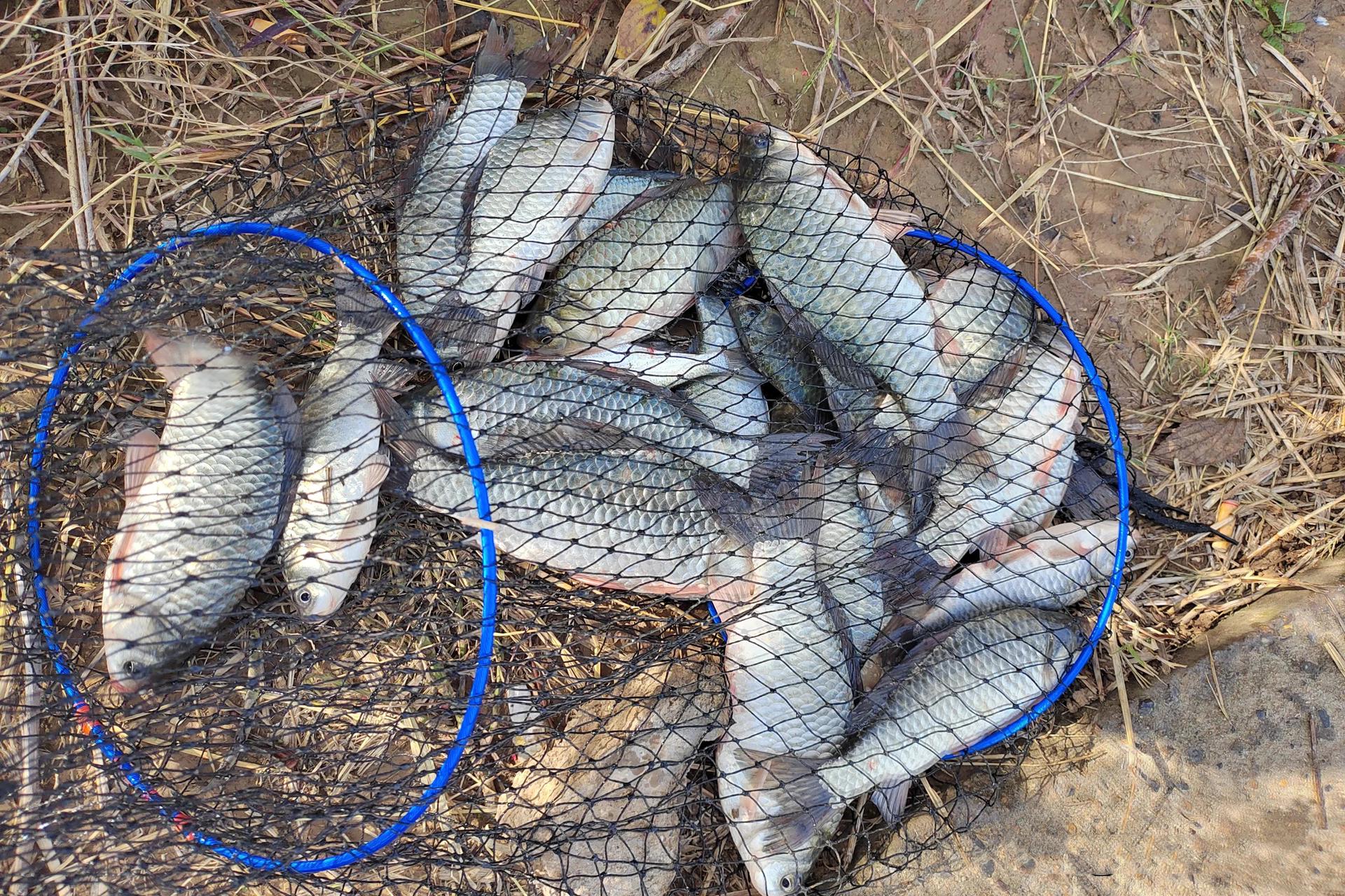 冬天鲫鱼可以钓浅水的4个条件