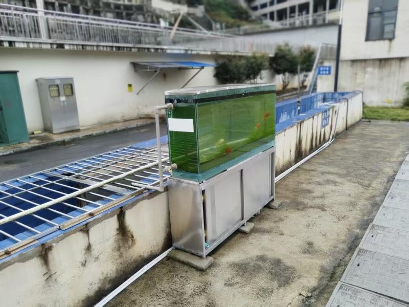在排水口处安装个鱼缸——生物监测点