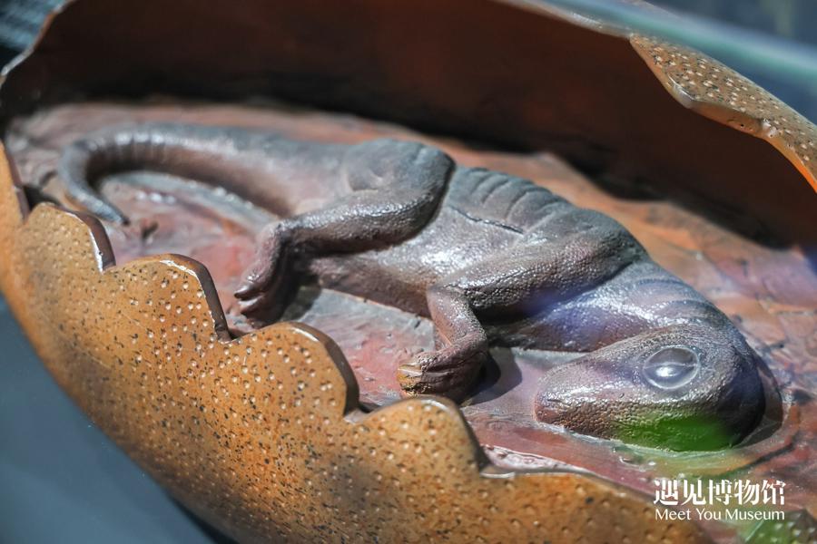 根据中华贝贝龙胚胎化石复原的恐龙胚胎模型。