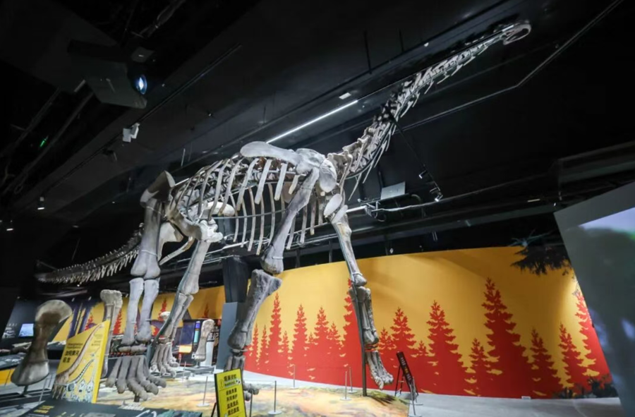 汝阳黄河巨龙装架。