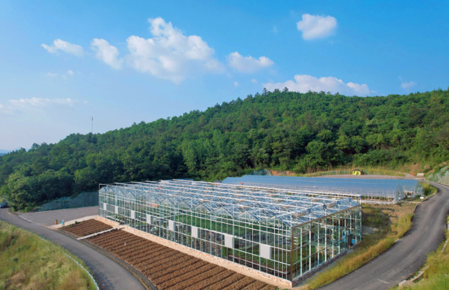 图为2025年4月18日拍摄的京山农场。新华网发