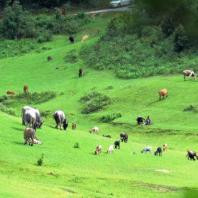 一种叫云南的生活