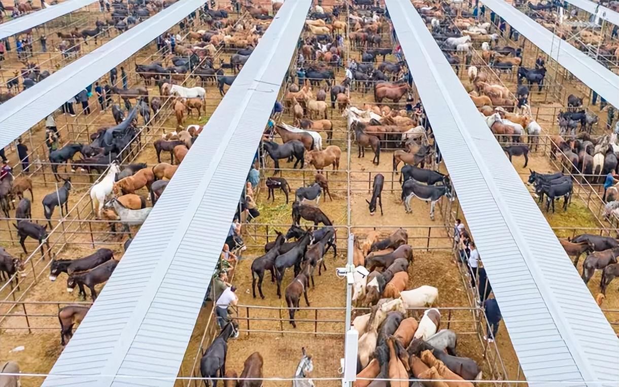 农村几乎没人养！山东男子跑乡镇收100头，花17年拯救“驴”