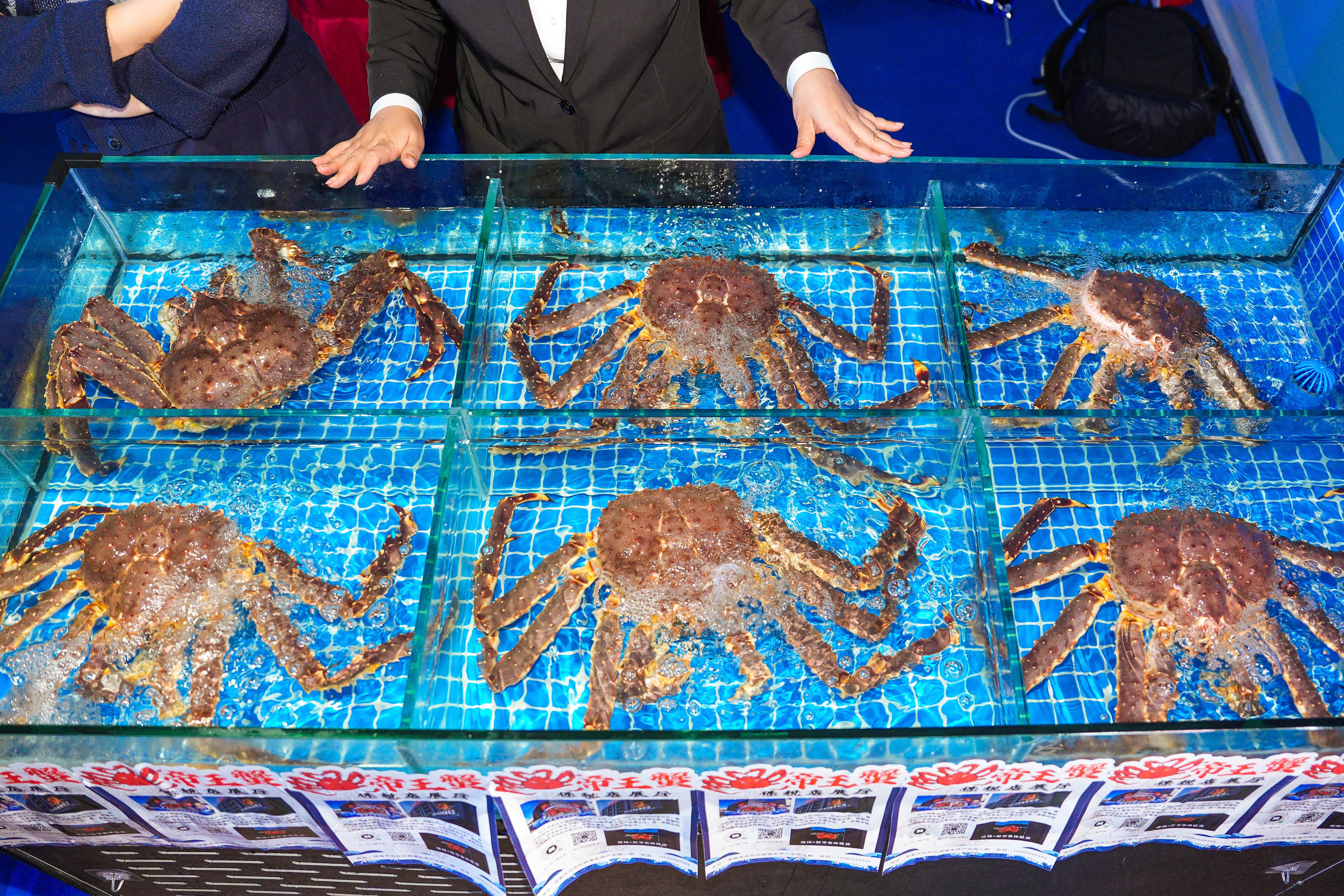 　　这是2024年9月19日拍摄的吉林省珲春市一商家所售卖的帝王蟹。新华社记者 许畅 摄
