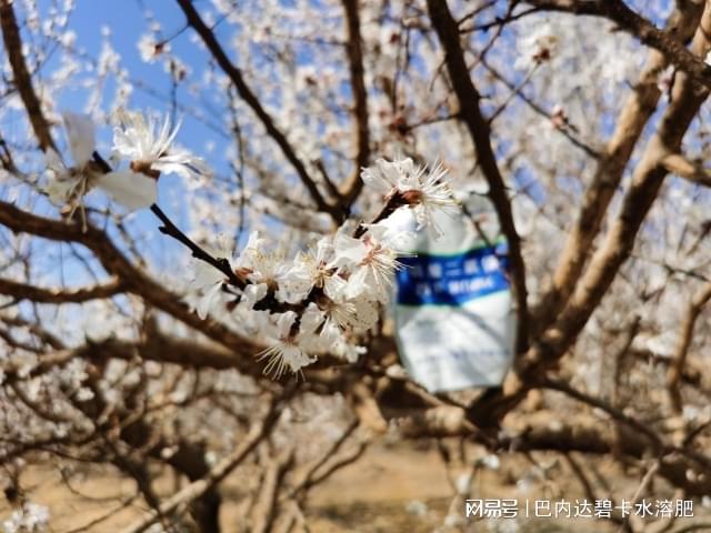 杏树使用碧卡磷酸二氢钾