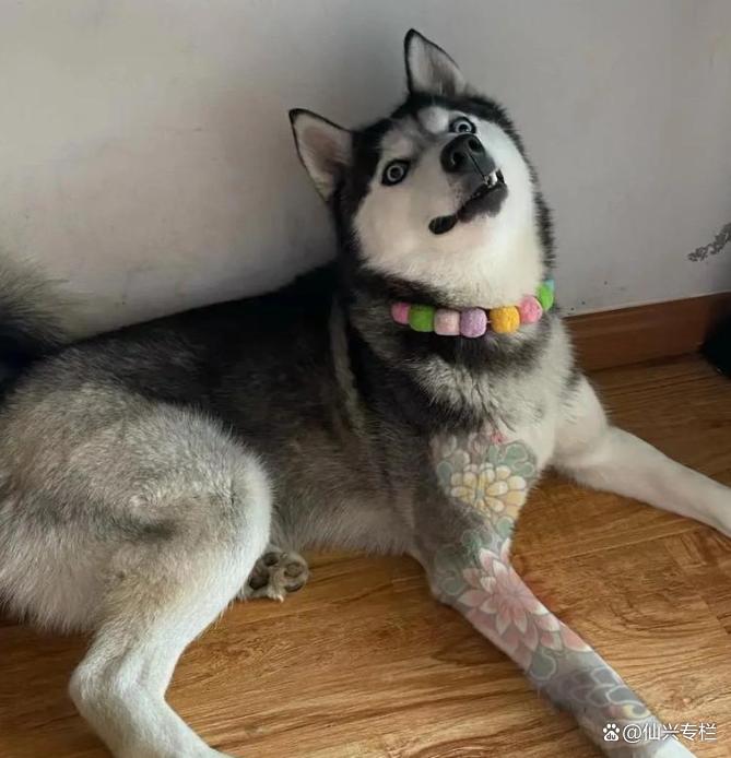 二哈被主人折磨嚎叫不止，男主人回家后的发现令人意外