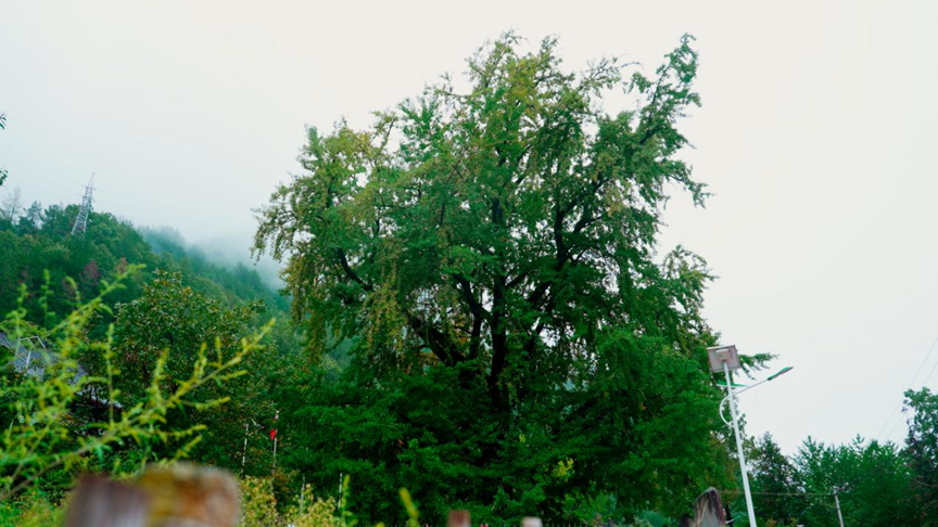 陕西佛坪仙果寺古银杏