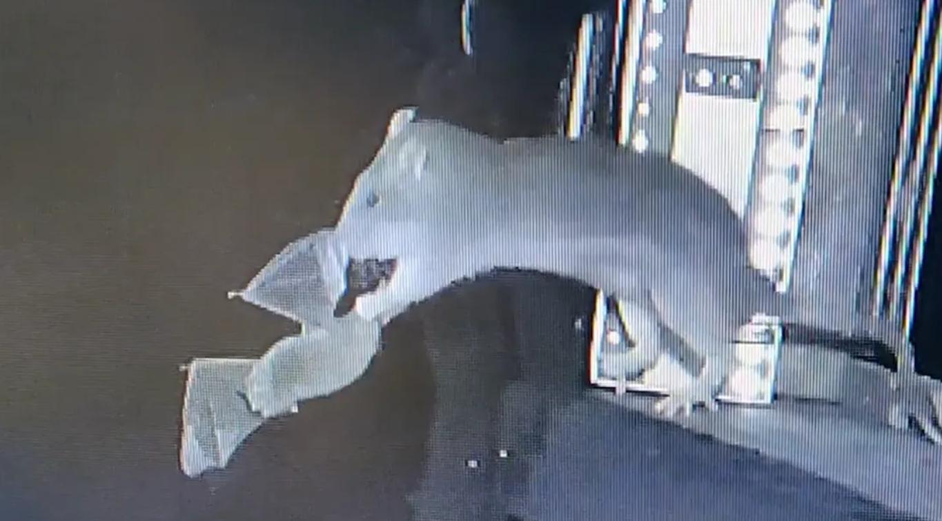 科学家发现欧洲老鼠学会了空中捕猎！捕猎成功率甚至超过40%