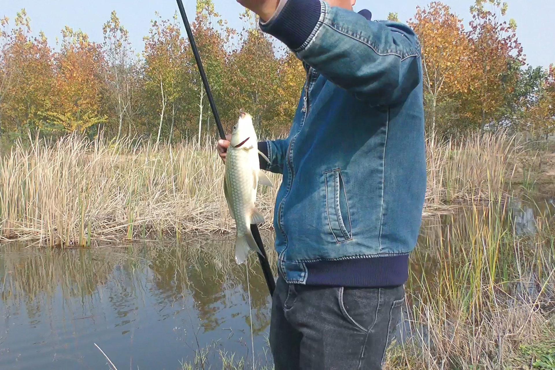 冬钓轻口鲫鱼的线组搭配和调漂方法