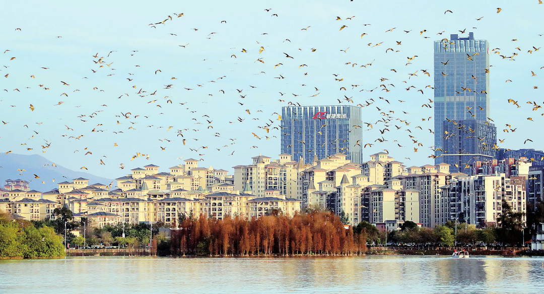 △在星湖国家湿地公园，经常可见万鸟投林的壮观景象。肇庆市融媒体中心记者 刘春林 摄