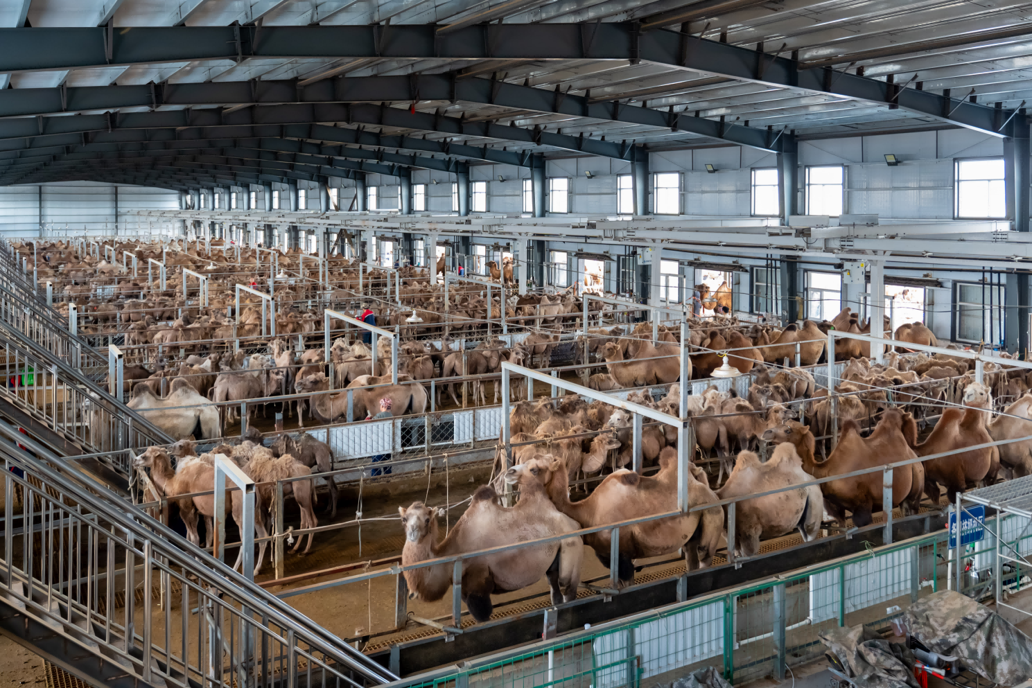 （挤奶大厅 来源：华夏丝路）