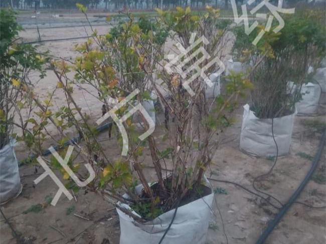 金叶风箱果-北京北方常绿苗圃拍摄