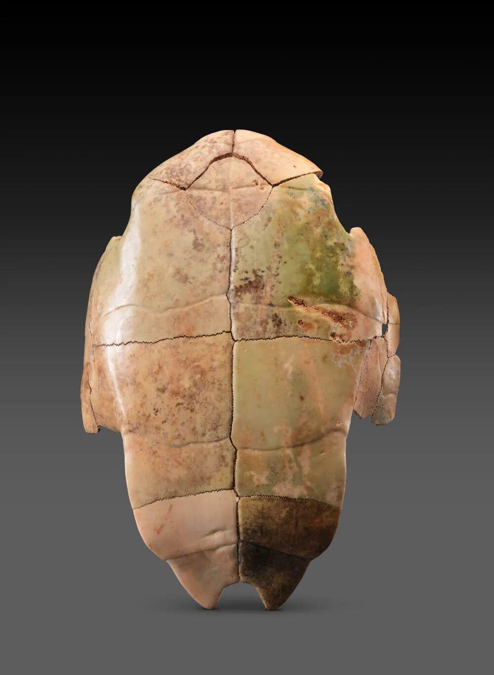 这是陕西清涧寨沟遗址后刘家塔墓地出土的卜甲（资料照片）。新华社发