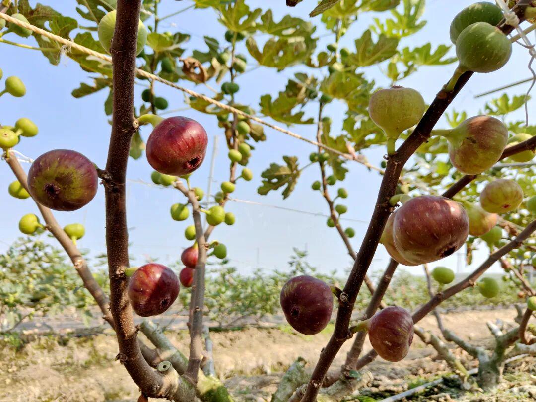 冬日第一口甜！快来山塘，摘一颗会“爆浆”的无花果