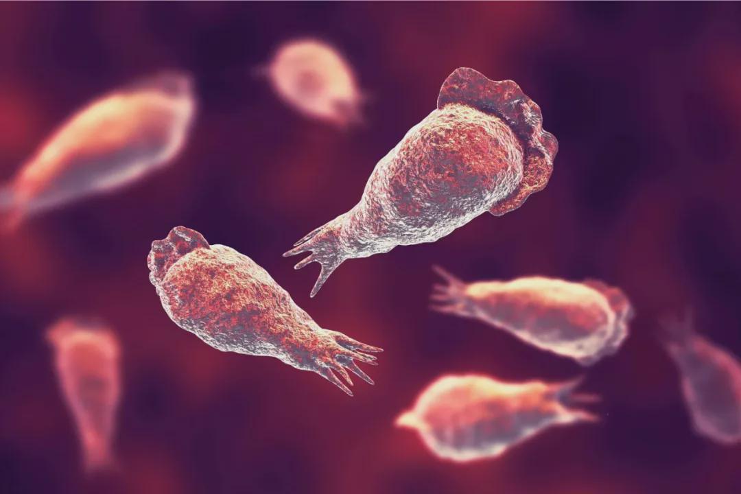 致死率98%！世卫组织拉响警报：食脑虫正入侵全球自来水管网！