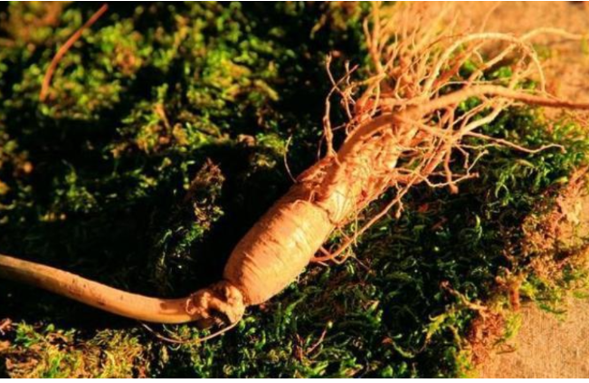 揭秘！长白山“守参蛇”白眉蝮蛇的神奇之处