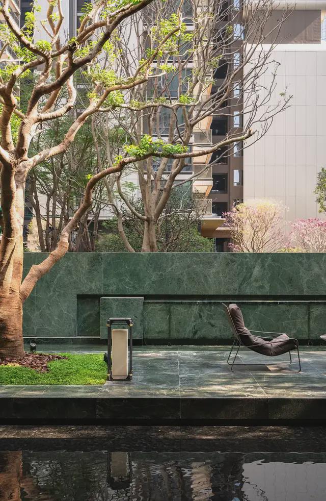 ◉ 全冠孤植铁冬青