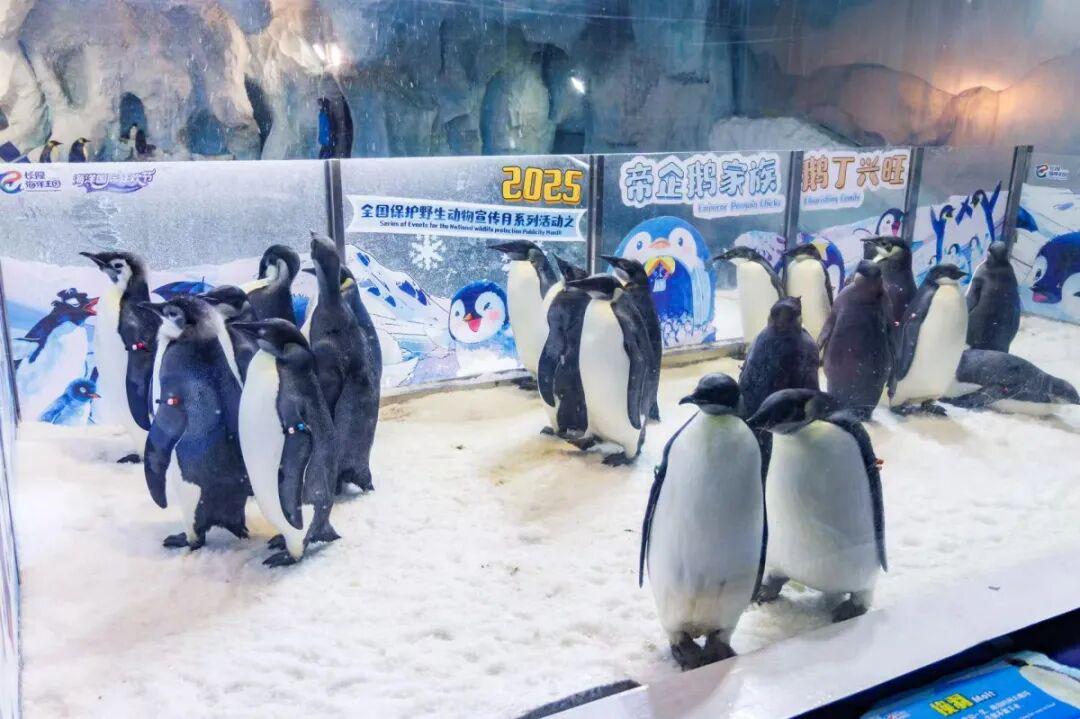 横琴长隆海洋王国的帝企鹅宝宝。朱习/摄