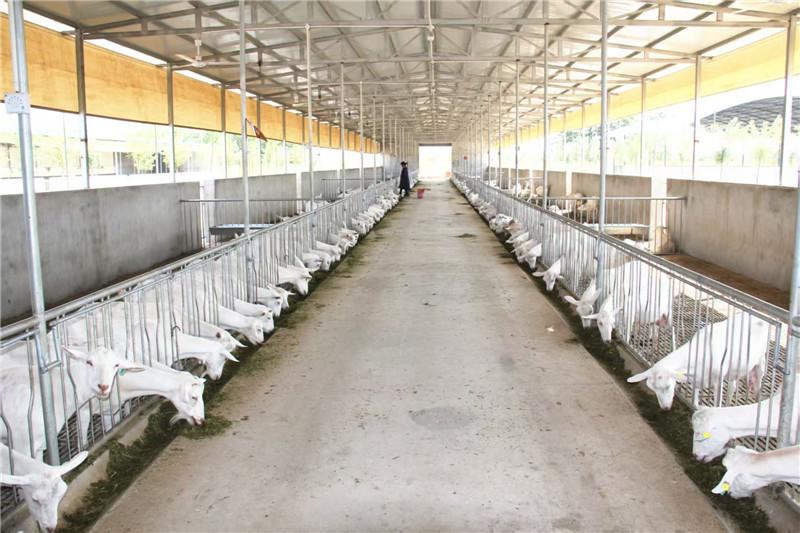 在富平县，奶山羊全产业链发展势头强劲。（资料图）