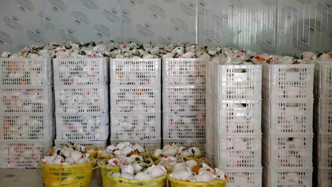 冷库内采摘下的耙耙柑正待打包