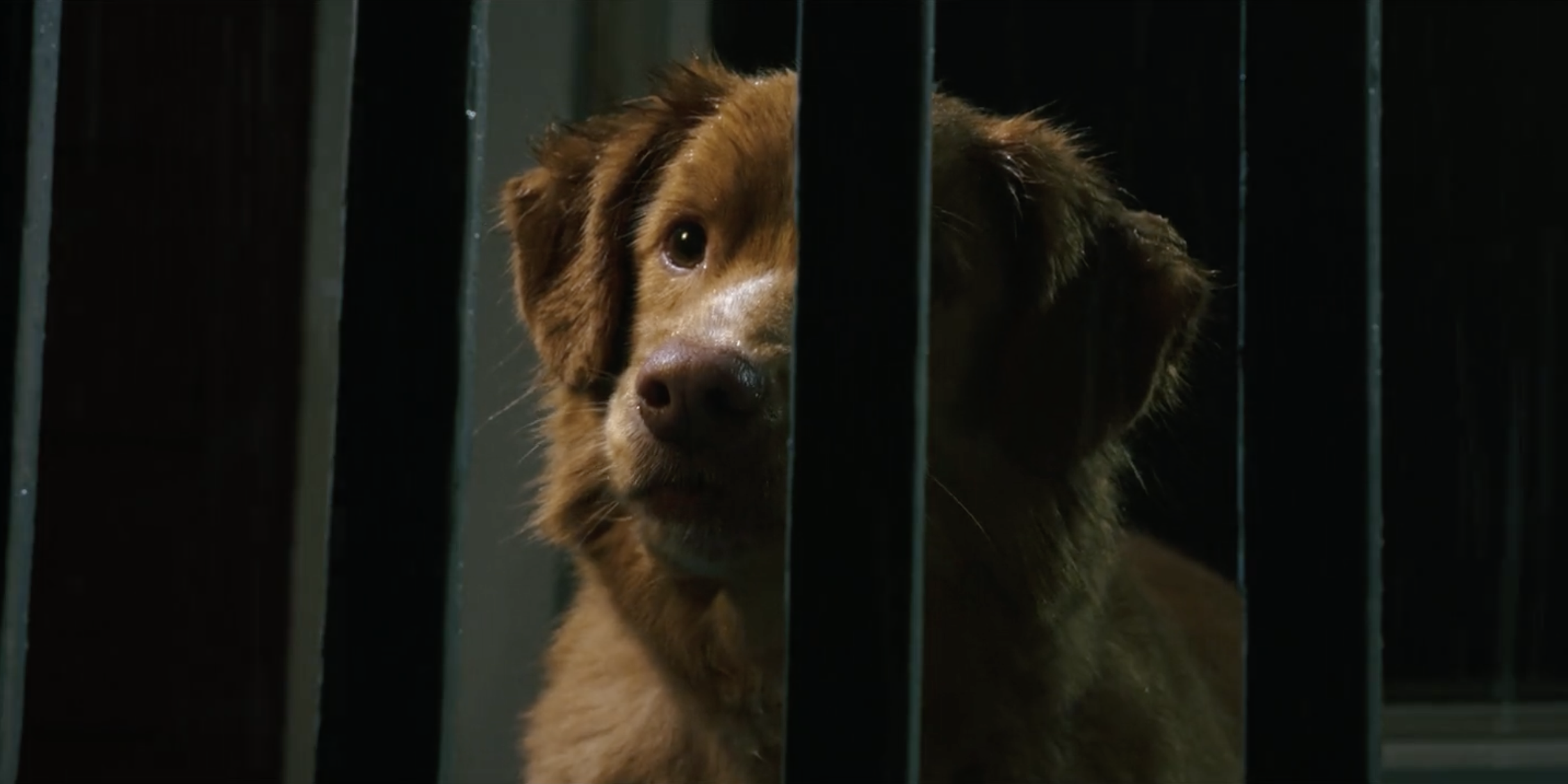 是的，他们把演技奖给了一条狗