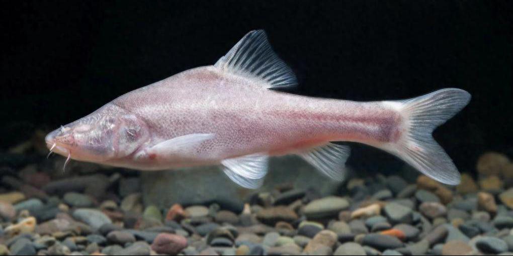 全球仅25只！2024年长江惊现“无眼无鳞”新物种，刚发现就已濒危