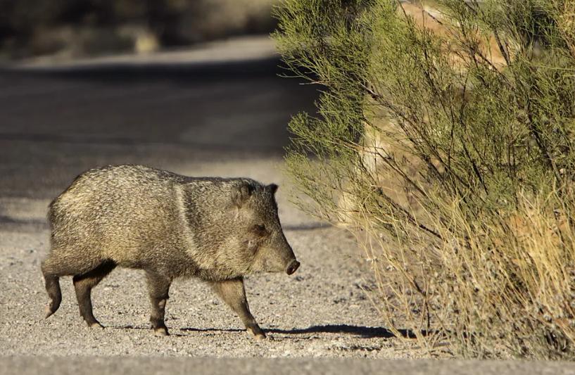 被认为灭绝数千年！1971年又被发现了，靠吃仙人掌存活