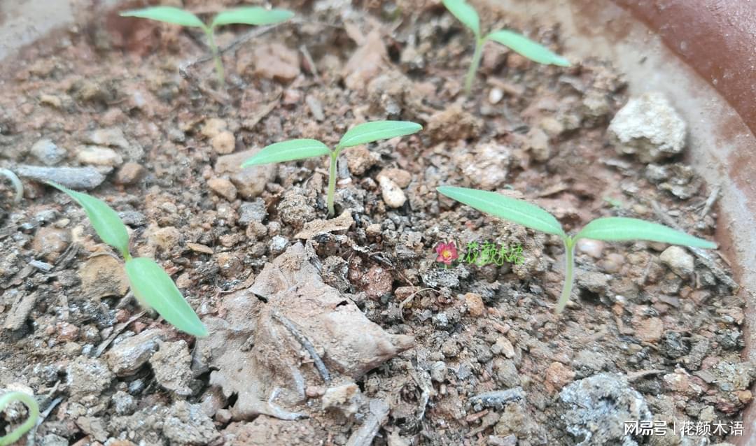 圣女果发芽了！