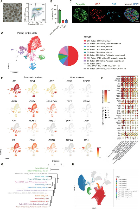 ▲S1患者CiPSC胰岛的特征描述，与图1相关。