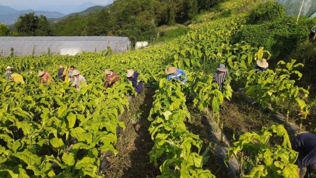 （一垄一垄的烟茬，被升起的朝阳照得金黄，也把陈家埫人的心照得敞亮。）