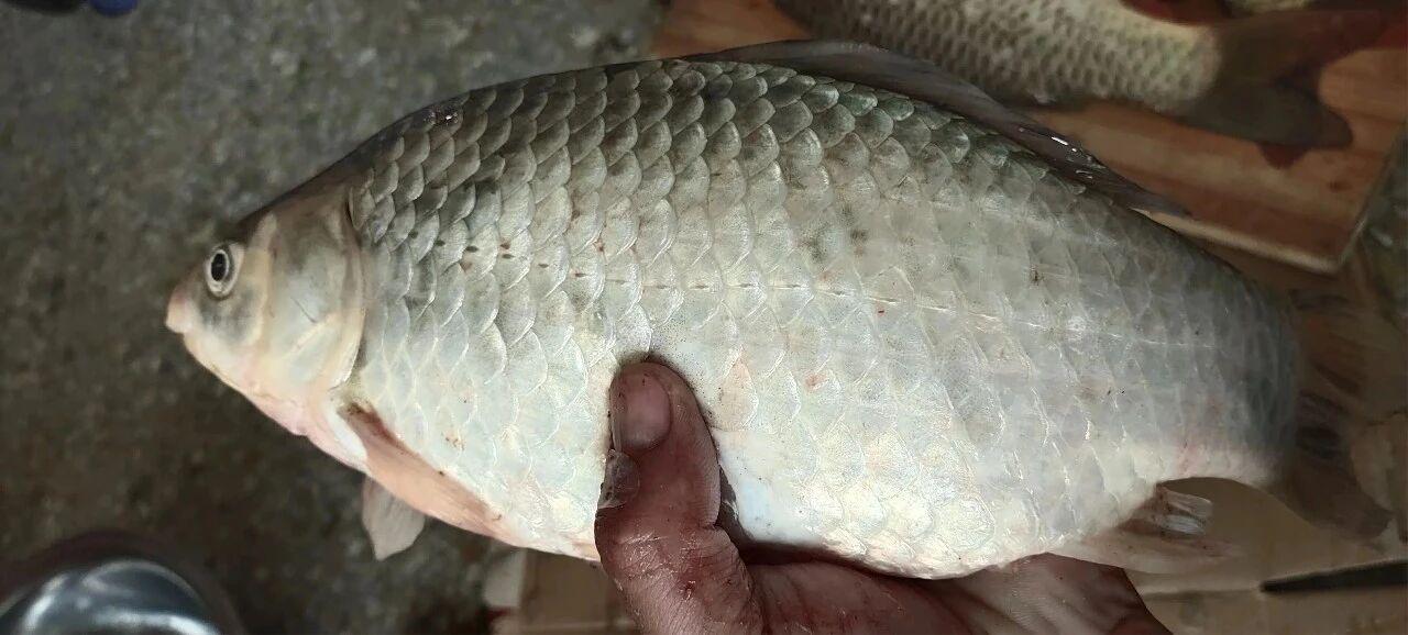 冬天钓鱼没有鱼口别苦等，试试这 2 步，鱼口会增加很多