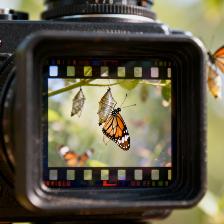 动物世界慢放镜头