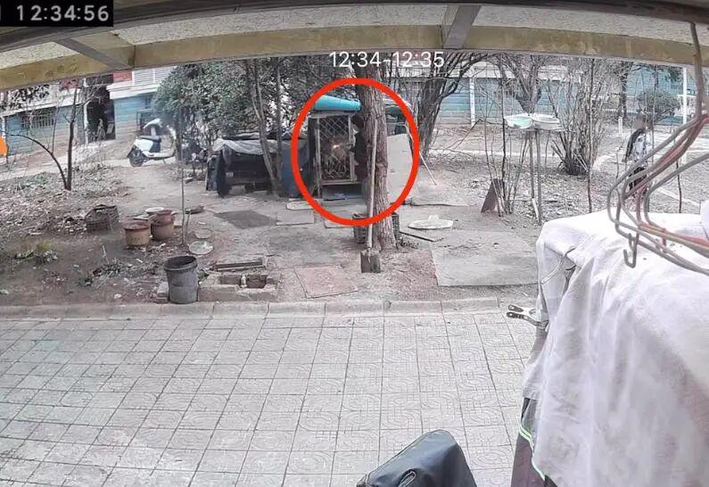 两男孩玩火点燃狗笼致狗被活活烧死 主人：不接受私了