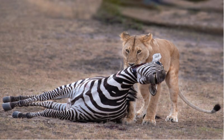 狮子捕食斑马|图片来源： animalia-life.club