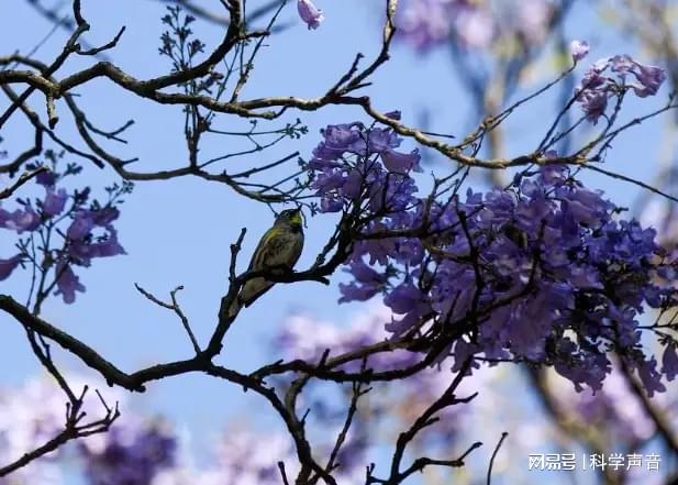 墨西哥城的蓝花楹因气候异常提前2个月开花