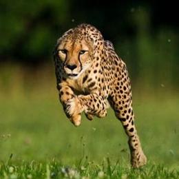 大漠解说动物世界啊