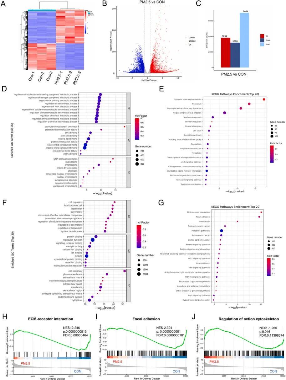 图5 PM2.5暴露下牙龈成纤维细胞的转录组分析