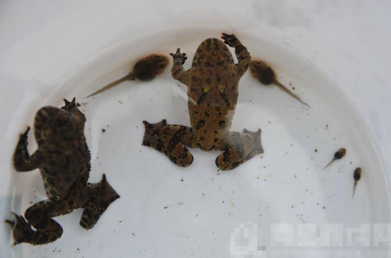 有毒还会装死！2020年，青岛村民浇菜地时，在水缸中发现一雌一雄