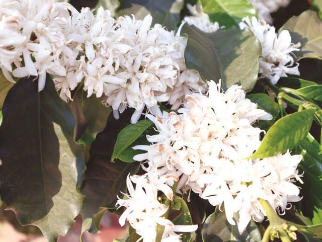 崇岗咖啡花。