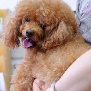 宠物分享啦啦啦