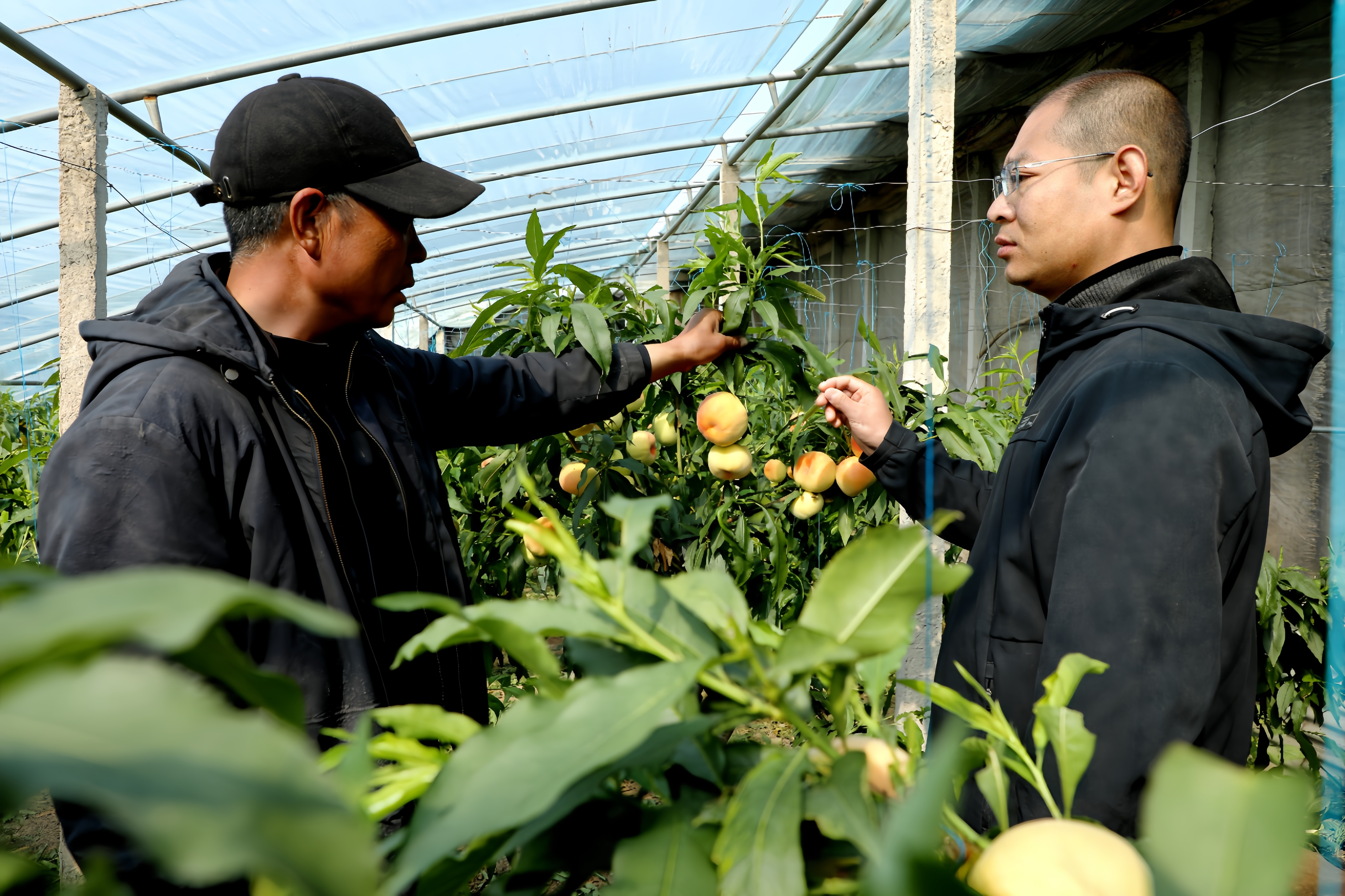 滦南县气象局农业气象技术人员向种植户了解农作物生长情况。张悦 摄