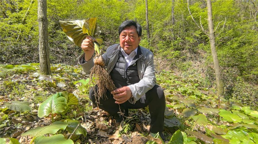 4月1日，钟大明挖出一株水百合进行展示。