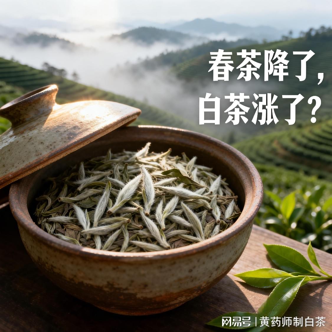 都在说春茶便宜，只有聪明人知道——今年白茶在涨价